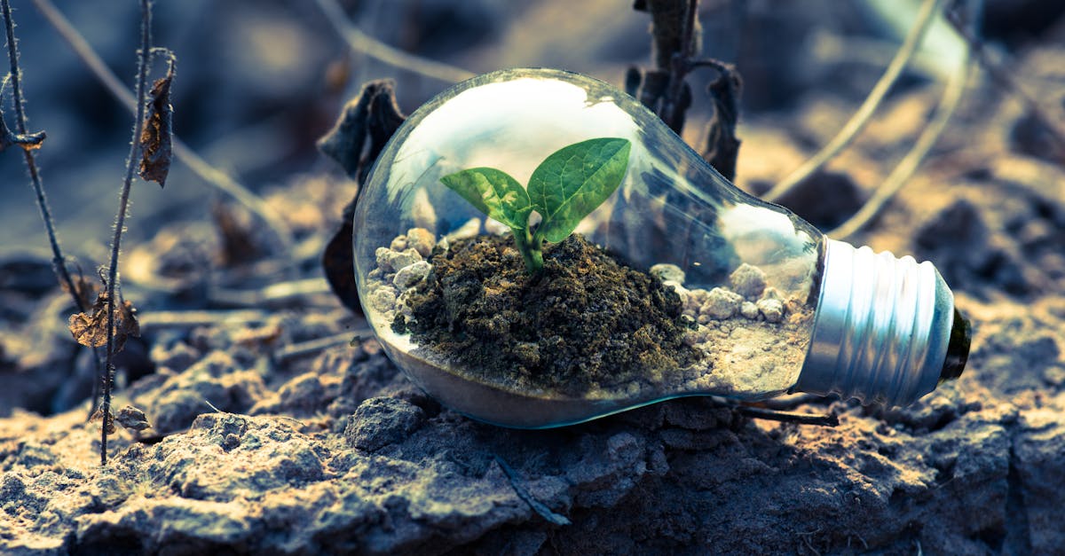 découvrez comment la durabilité transforme notre monde. explorez des pratiques écoresponsables, des innovations vertes et des idées inspirantes pour un avenir durable et respectueux de l'environnement.