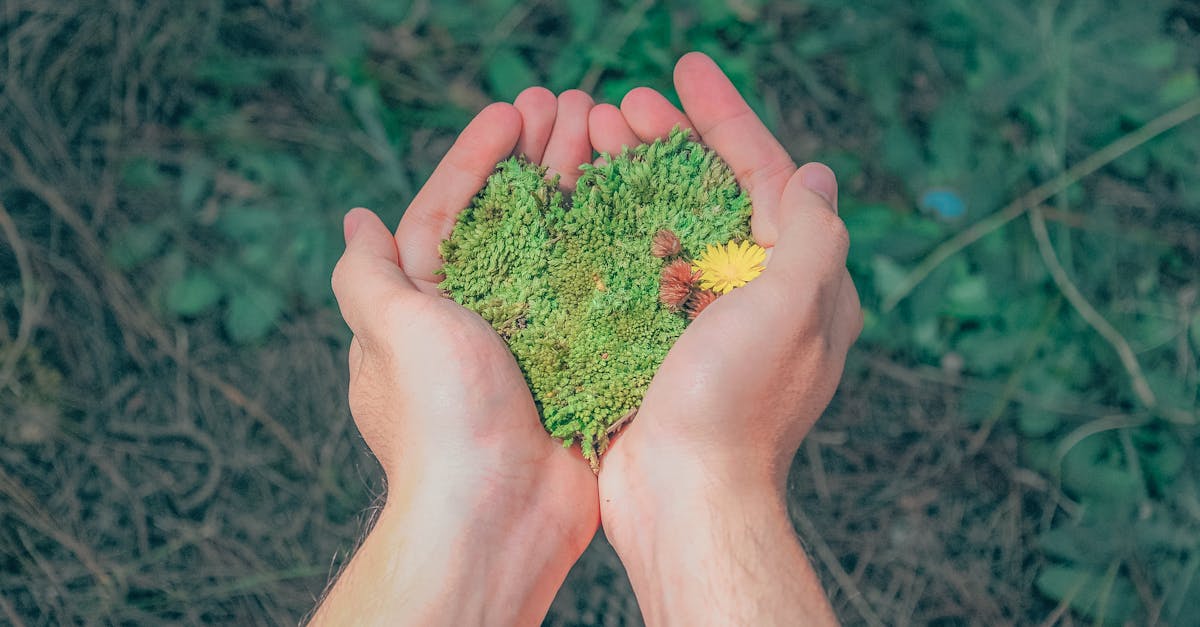 découvrez des solutions innovantes et des pratiques durables pour un avenir respectueux de l'environnement. explorez comment adopter un mode de vie durable, réduire son empreinte carbone et contribuer à la préservation de notre planète.