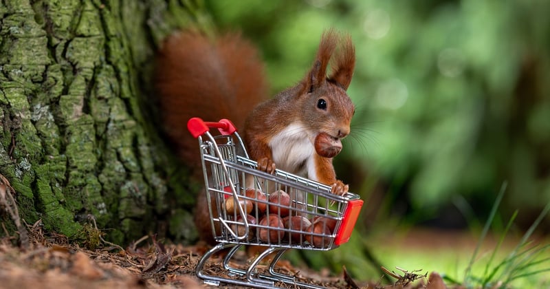 Budget alimentation famille 4 personnes 2021 : nos astuces pour bien manger sans se ruiner